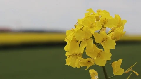 Rapeseed blossomed Stock Footage 107828560