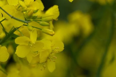 Rapeseed blossoms and developing flower buds with soft natural background Stock Photos