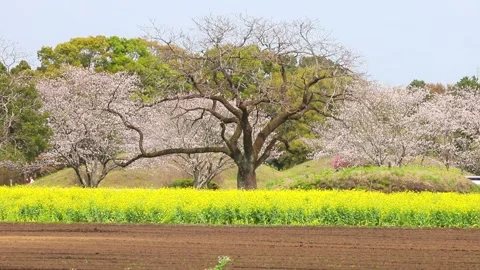 Rapeseed blossoms, a field, and cherry blossoms Stock Footage 341952138