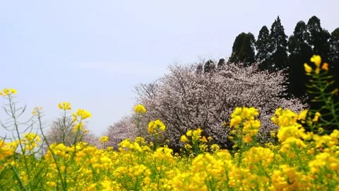 Rapeseed blossoms, a field, and cherry blossoms Stock Footage 341952156