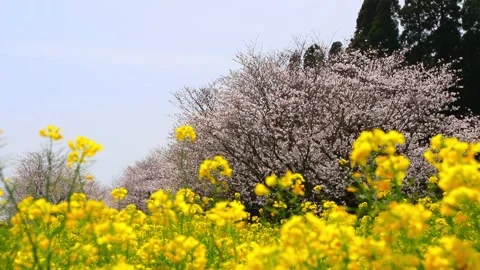 Rapeseed blossoms, a field, and cherry blossoms Stock Footage 341952205