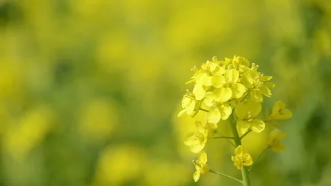 Rapeseed Blossoms Stock Footage 327625020
