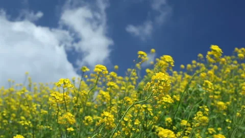 Rapeseed Blossoms Видео 332489260