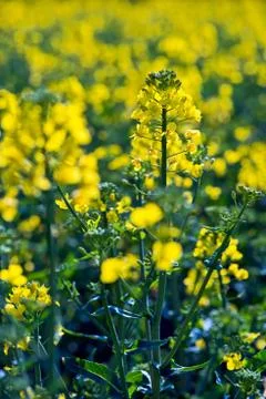 Rapeseed blossoms Stock Photos