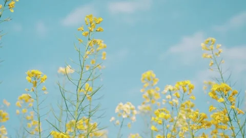 Rapeseed Blossoms Under Blue Spring Sky 4K Stock Footage 341858030