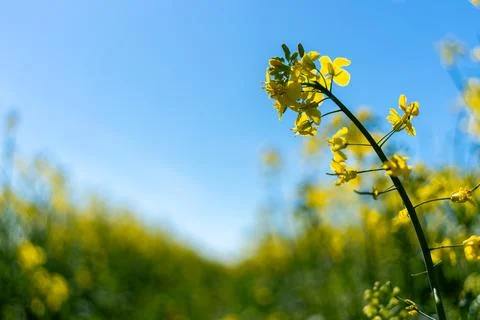 Rapeseed blossoms under bright spring sunlight Fotos de archivo