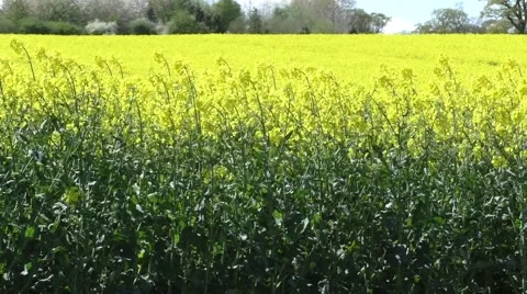 Rapeseed blowing in the breeze Stock Footage 49639719