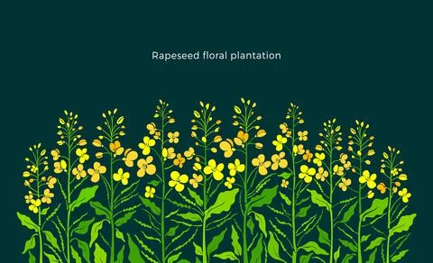Rapeseed border. Vector canola set, mustard plant. Art shape of green leaf, s Stock Illustration