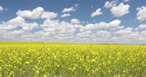 Rapeseed / Canola Crop Stock Footage 195406628