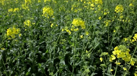 Rapeseed canola in spring and summer Stock Footage 10931489