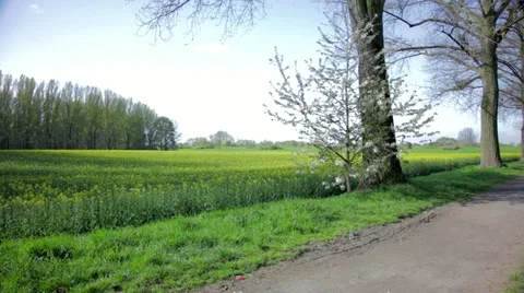 Rapeseed canola in spring and summer Stock Footage 10931503
