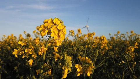 Rapeseed close up. Crane shot. Wind turbines in background. Video stock 128746477