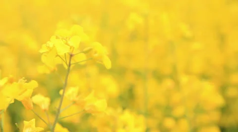 Rapeseed close up Video stock 23493872