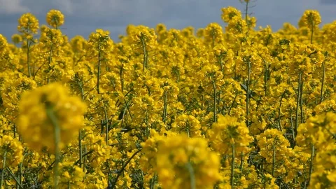 Rapeseed. close-mid-shot. pan left Stock Footage 88412619