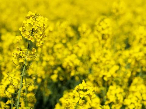 Rapeseed closeup 스톡 사진