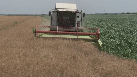 Rapeseed crop 库存影片 77437779