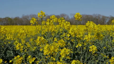 Rapeseed Crop Stock Footage 194047487