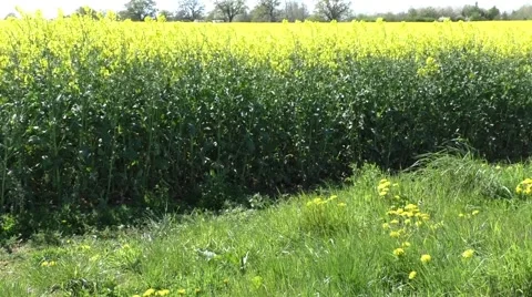 Rapeseed crop with grassy track Stock Footage 49639713