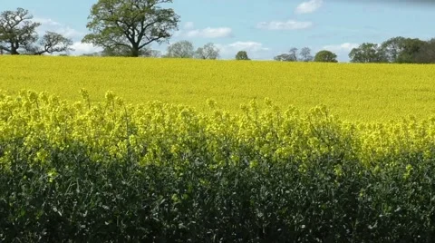 Rapeseed crop with trees on horizon Stock Footage 49639953