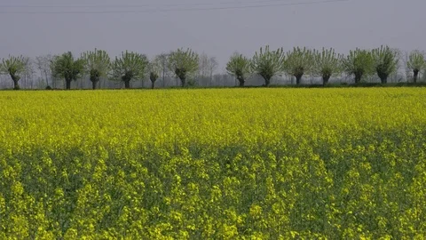 Rapeseed cultivation in the field Stock Footage