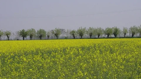 Rapeseed cultivation in the field Stock Footage