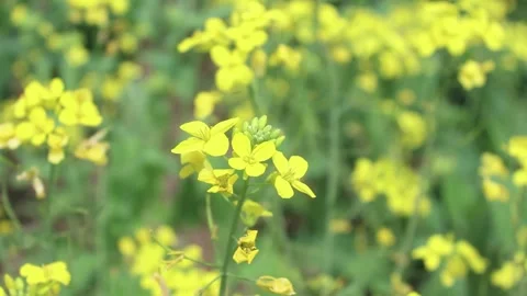 Rapeseed Empty Mirror	 Stock Footage 273985527