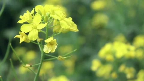 Rapeseed Empty Mirror	 Stock Footage 273985568