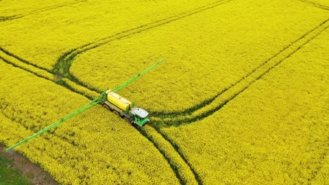 Rapeseed field 1 Video stock 135995969