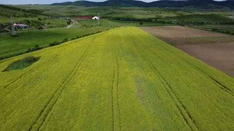 Rapeseed Field 1 Stock Footage 154932100