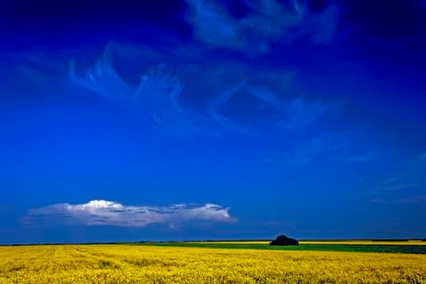 Rapeseed field 1 Stock Photos