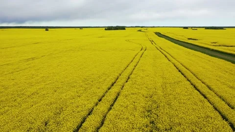Rapeseed field 2 Video stock 135996010