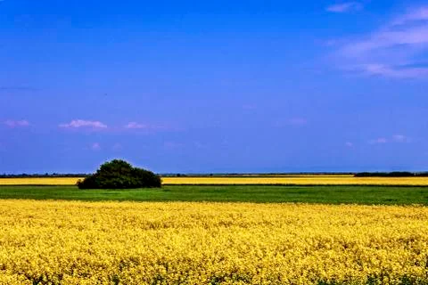 Rapeseed field 2 Stock Photos