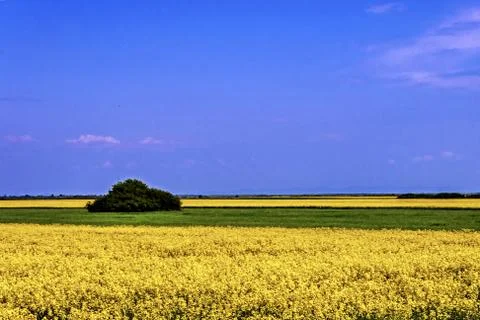 Rapeseed field 2 Stock Photos