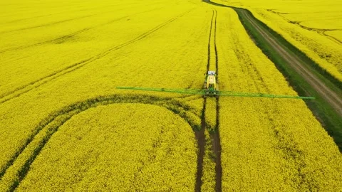 Rapeseed field 3 Video stock 135996051