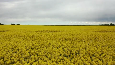 Rapeseed field 4 Video stock 135996056