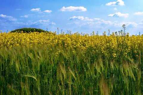 Rapeseed field 4 Stock Photos