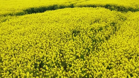 Rapeseed field 5 Video stock 135996060
