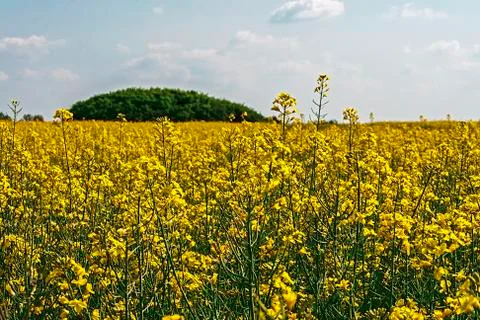 Rapeseed field 5 Stock Photos