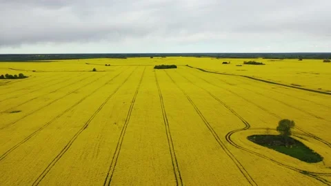 Rapeseed field 6 Video stock 135996052