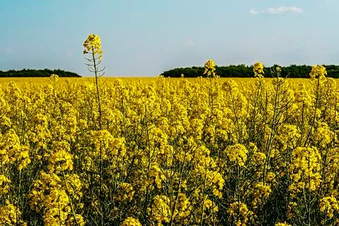 Rapeseed field 6 Stock Photos