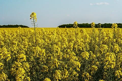Rapeseed field 6 Stock Photos