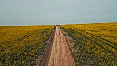 Rapeseed field aerial view Stock Footage 272436509