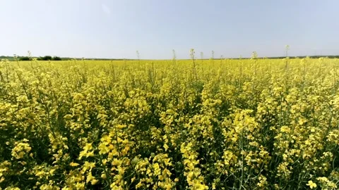 Rapeseed field in the afternoon Stockbeeldmateriaal 92336463
