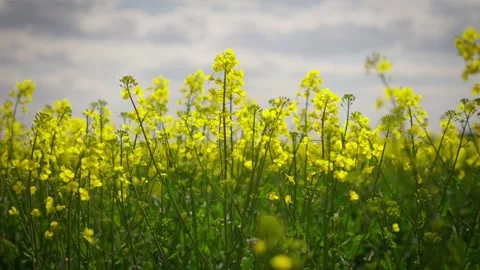 Rapeseed field against the background of the sky Stock Footage 246828099