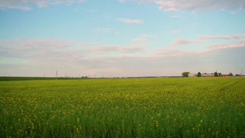 Rapeseed field against sky and freeway. Yellow rapeseed and blue sky Stock Footage 155192151
