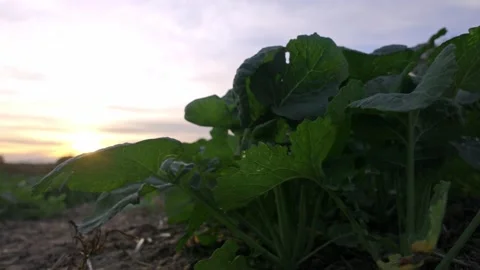 Rapeseed Field — Agricultural Value Stock Footage 320304687