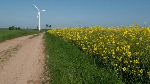 Rapeseed field along a path at the end of a wind turbine Stock Photos