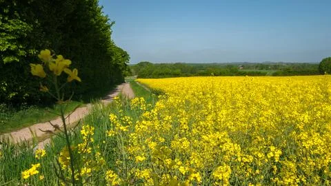Rapeseed field along a path with a rape blossom in the foreground Stock Photos