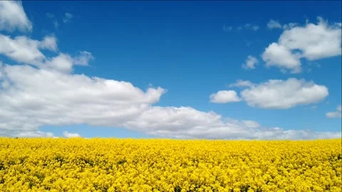 Rapeseed field and clouds timelapse Stock Footage 131090696