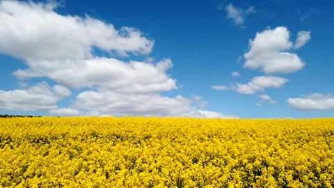 Rapeseed field and clouds timelapse Stock Footage 131093377
